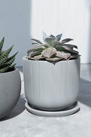 Home plants succulents Echeveria and Haworthia in designer modern pots in the sun against on a gray concrete background. House plants in a modern interior.の写真素材