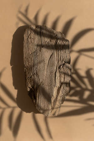 Abstract minimal tree bark scene. Natural wooden podium on a beige background with a shadow of palm leaves. Concept natural cosmetics with organic components. Showcase, display case. top viewの写真素材