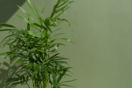 Decorative hamedorea or Areca palm in the sun on a green background. The concept of minimalism. Houseplants in a modern interior. selective focus.の写真素材