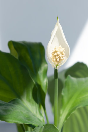 The house plant lilies or Spathiphyllum bloomed with a white flower. Home plant on a light background.の写真素材