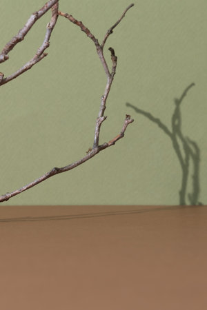 Premium brown scene with tree branches and their shadow on a green wall. Minimal abstract background for the presentation of a cosmetic product. Empty podium, showcase, display case.の写真素材