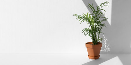 Home plant hamedorea or Areca palm in a clay brown pot on a white background. The concept of minimalism. Houseplants in a modern interior. Banner.の写真素材