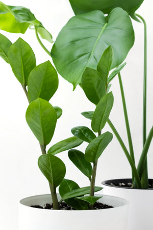 Zamiokulkas and monstera deliciosa or Swiss cheese plant in white flower pots on a light background. Home gardening concept.の写真素材
