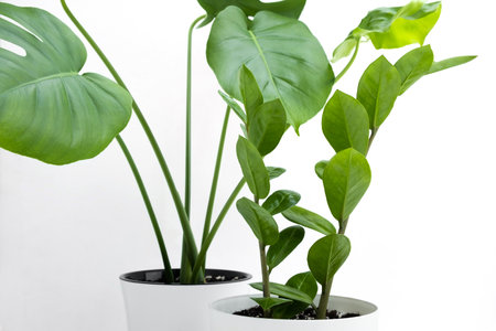 Zamiokulkas and monstera deliciosa or Swiss cheese plant in white flower pots on a light background. Home gardening concept.の写真素材