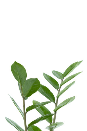 Zamiokulkas twigs isolated on a white background. The concept of minimalism. copyspace.の写真素材