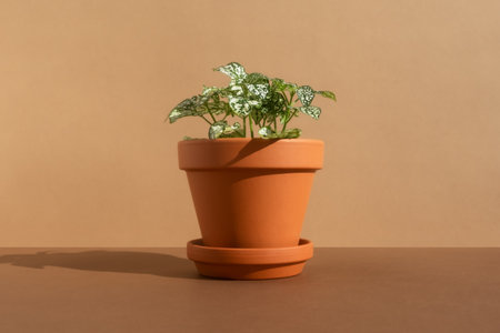 Home plant fittonia in a clay brown pot on a brown background. The concept of minimalism. Houseplants in a modern interiorの写真素材