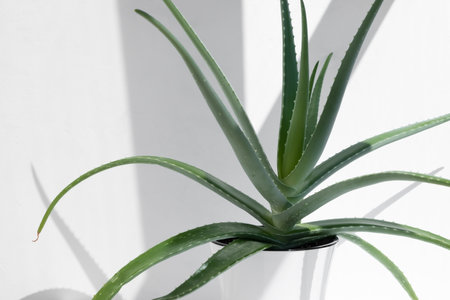 Aloe Vera in a white flower pot in the sun on a light background. The concept of home decor and gardening.の写真素材