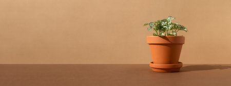 Home plant fittonia in a clay brown pot on a brown background. The concept of minimalism....
