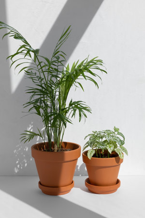 Home plants fittonia and hamedorea or Areca palm in a clay brown pots in the sun on a white background. The concept of minimalism. Houseplants in a modern interior.の写真素材