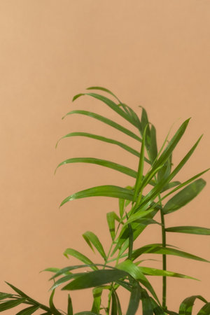 Decorative hamedorea or Areca palm in the sun on a beige background. The concept of minimalism. Houseplants in a modern interior. selective focus.の写真素材