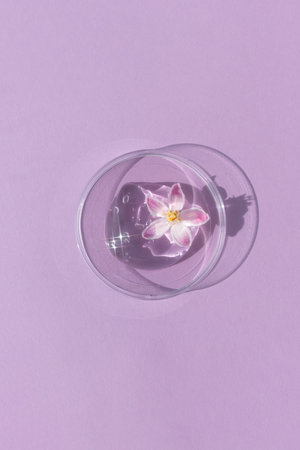 Facial serum or gel with hyaluronic acid with a pink flower in a Petri dish on a lilac background. Concept of cosmetics laboratory researches, wellness, beauty and natural cosmetics.の写真素材