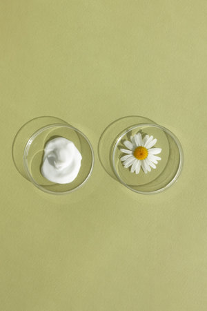 The texture of white cream and chamomile flower in petri dishes on a green background. The concept of laboratory research of natural cosmetics. Smear of skincare cosmetics product.の写真素材