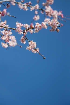 blooming branch on the sky backgroundの写真素材