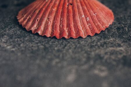 Beautiful red sea shell on the backgroundの写真素材
