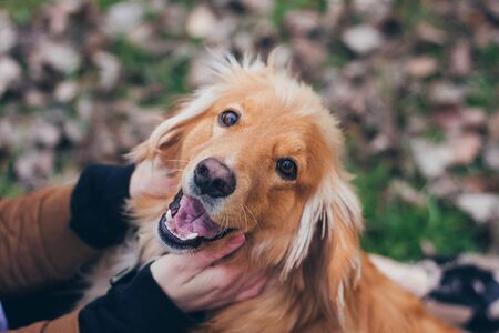 Portrait of a beautiful golden retriever dogの写真素材