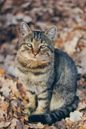 Cat in the beautiful autumn park sitting in orange leavesの写真素材