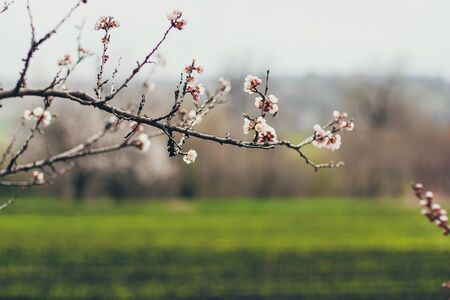 Apricot blossoms in full bloom. Part of the branchの写真素材