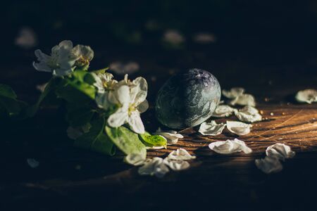 Easter eggs on rustic wooden background with apple blossom branchの写真素材