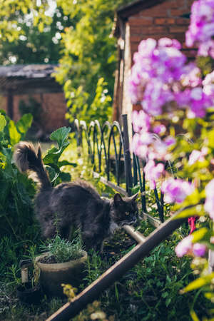 Summer background with a grey cat walking in the garden and flowersの写真素材