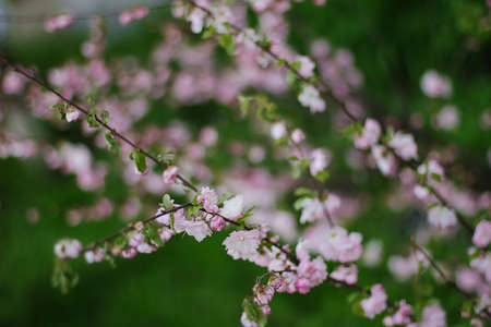 Pink Cherry blossom or sakura flower in springの写真素材