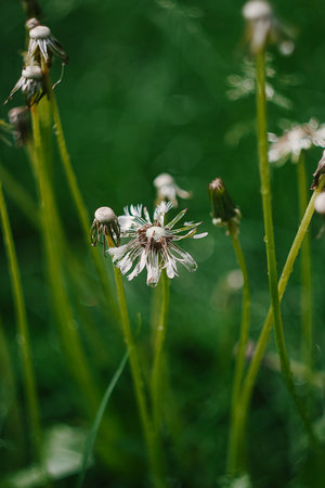 Close-up of a wet dandelion flower on green grass background after rainの写真素材