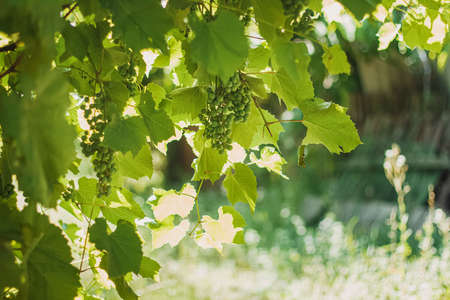 Young grape vine on the blurred green background in bright sun Raysの写真素材