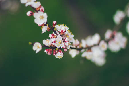 Apricot blossoms on the green background. Beautiful nature scene with branch in bloom. Spring flowers. Springtime.の写真素材