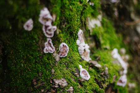 A mossy trunk of a tree full of mushrooms on the bark in an intense midday light macroの写真素材