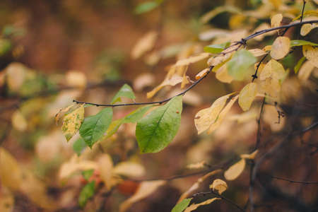 Colorful backround image of autumn leaves perfect for seasonal use patternの写真素材