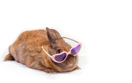 The rabbit lies on a white background in sunglasses. For postcards, advertising, articles in magazines.の写真素材