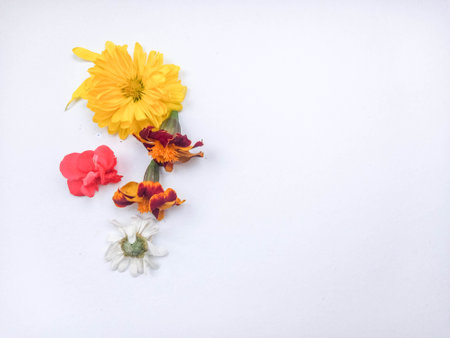Flower and grapeseed oil. A bottle of oil and plants on a white background.