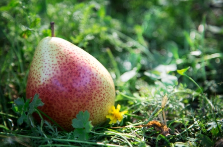 Pear in the green grassの写真素材