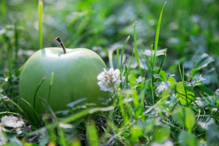 Juicy green apple in the grassの写真素材