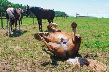 Brown horse lying on its back on a summer day. Funny picture of farm, Novodmitrievskaya village, copy space, travel photo,の写真素材