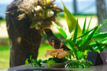 Hibiscus on the table, selective focus, blurred background, Pacific Harbor, Palm beach, Fijiの写真素材