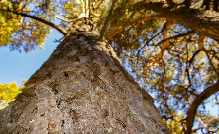 Close Up of the Pine Tree Trunk, selective focus
