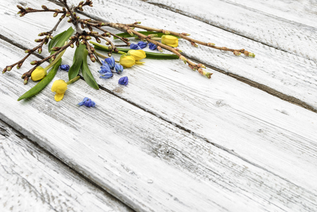 Spring flowers on a white wooden surfaceの写真素材