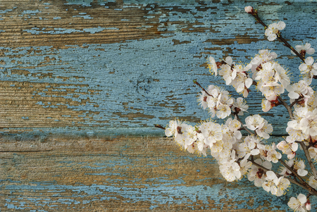 Spring flowering branch on wooden background.の写真素材