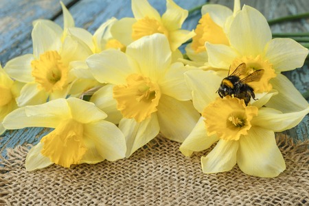 Spring bumblebee with yellow daffodilsの写真素材