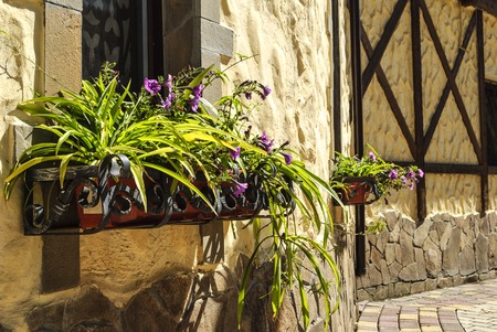 Street floristic decor - row of Petunia flowers in pots on the windowの写真素材