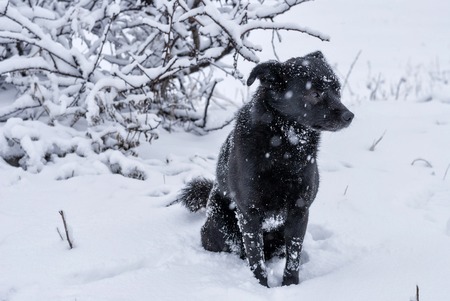 Black mixed-breed stray dog sitting on a fresh snowの写真素材