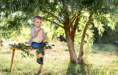 Little boy, eating cherries in garden, enjoying tasty fruitの写真素材