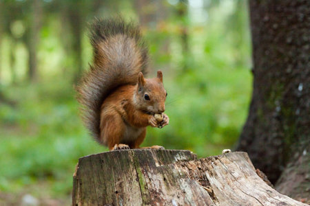 Squirrel sitting on a stump is eating a nut