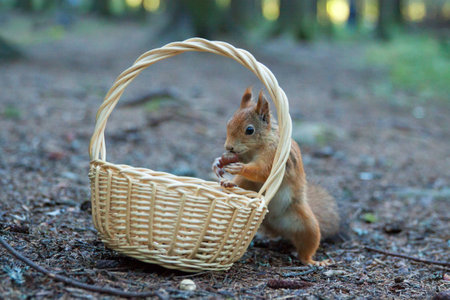 Squirrel sitting on the ground is eating nuts from the wickerの写真素材