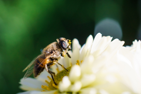 Bee on flower