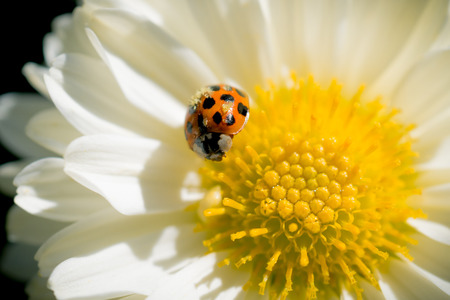 Ladybug on Chrysanthemumの写真素材