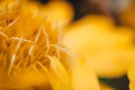 Yellow flower closeup before darkの写真素材