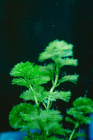 Macro photography of fresh water aquarium plantsの写真素材