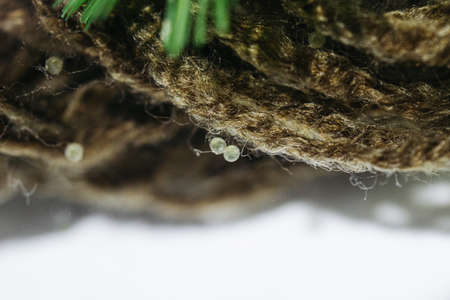 Macro photography of fresh water aquarium plantsの写真素材