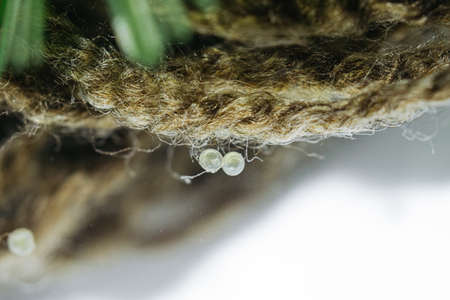 Macro photography of fresh water aquarium plants